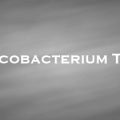 結核菌　Mycobacterium Tuberculosis