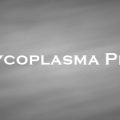 マイコプラズマ肺炎球菌　Mycoplasma Pneumoniae