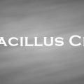 セレウス菌　Bacillus Cereus